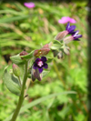 anchusa